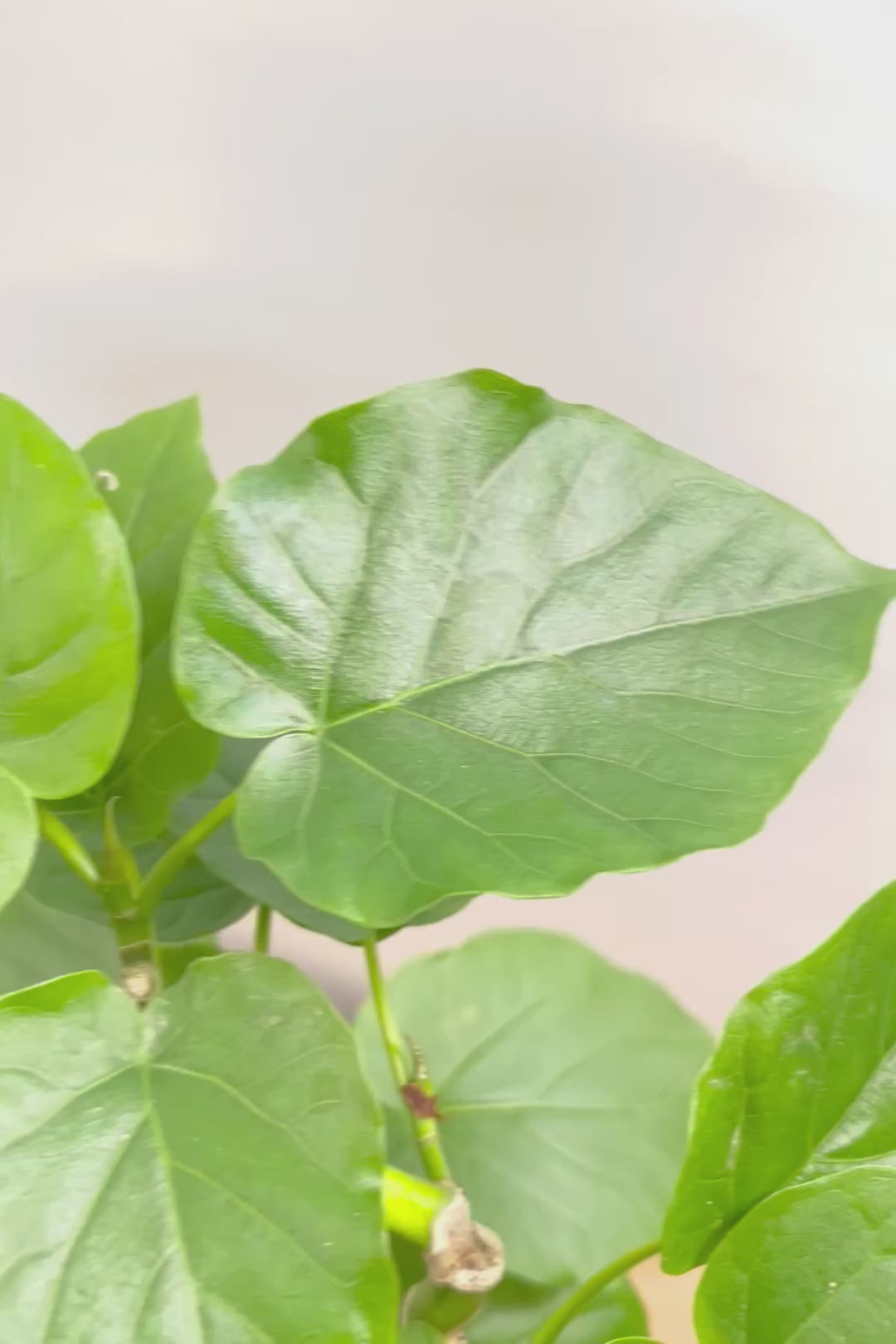 【ウンベラータ】程よいボリュームで曲り樹形の名手でもある生産者さんが手塩に掛けたバランスの良い素晴らしい樹形です！