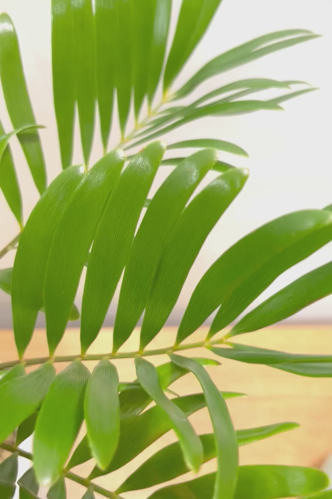 【ザミア フロリダ―ナ】ボリュームのあるサイズ！シャープな葉っぱが素敵！ギュッとした個性的なフォルムが特徴の希少な観葉植物！