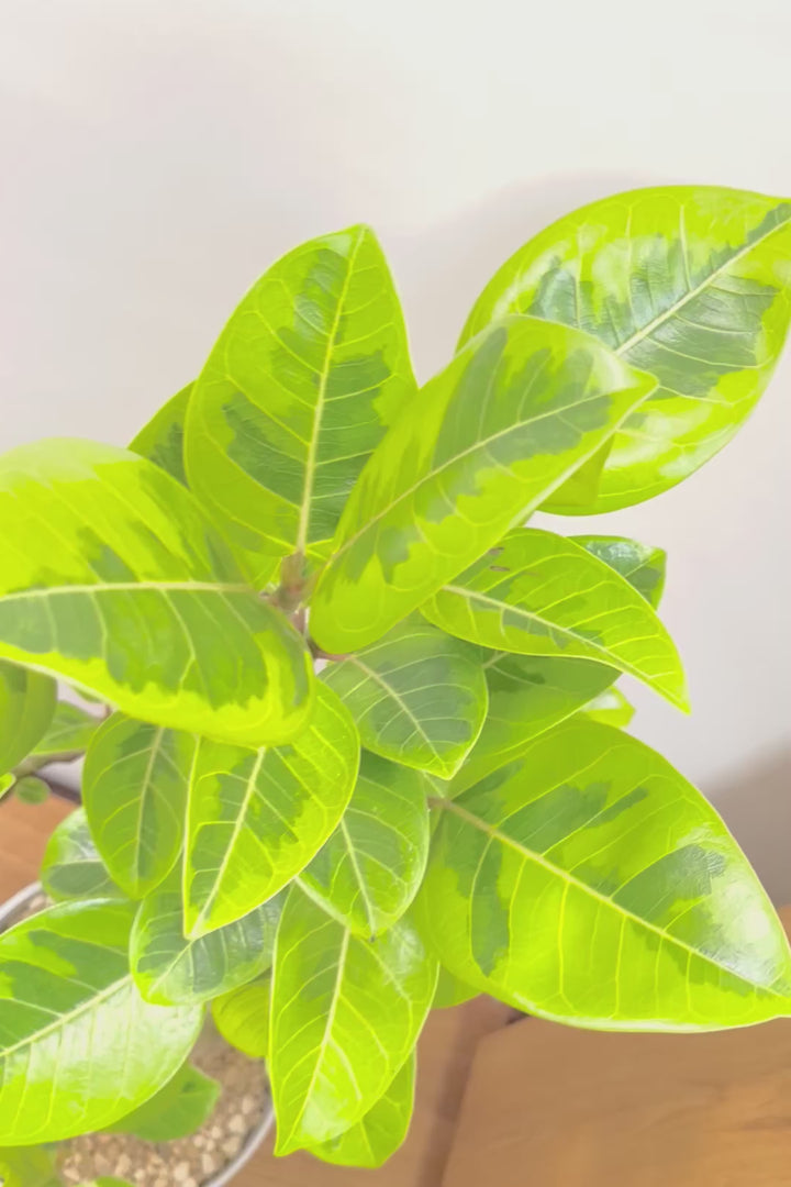 【アルテシマ】迫力あるBIGサイズ！軽量なポリプロピレン製のPOT！沖縄で育てられたしっかりとした樹形！選りすぐりの素晴らしい樹形！