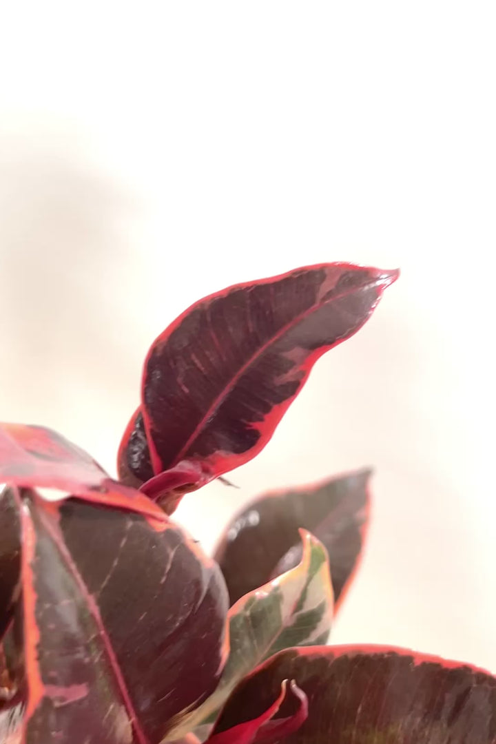 【フィカス ルビー】流れるような美しい幹！このサイズの曲樹形のものはかなり久々の入荷です！おすすめ！いい葉色しています！