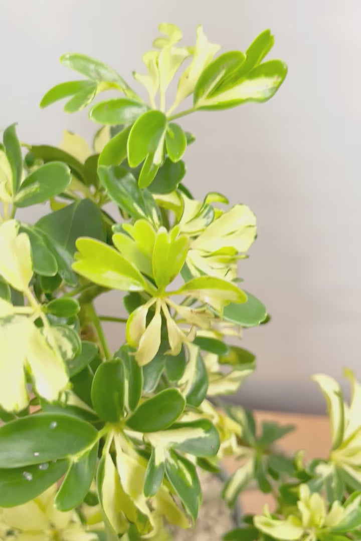 【シェフレラ ジェニーネ】シンプルな樹形！生長がとてもゆっくりなシェフレラなので、あまり出回らない品種です！