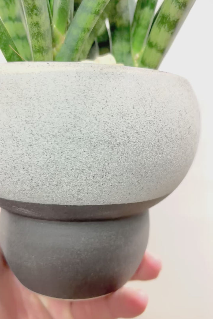 【サンスベリア ファンウッド】こだわりの信楽焼POT。植物の葉色とよく合っています！あまり出回らない希少種です