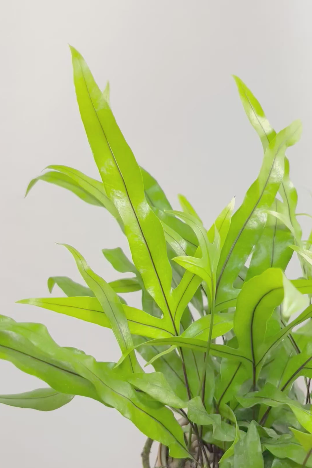 【ミクロソリウム ディベルシフォリウム】かわいいサイズ！日陰でも育てることができるとても丈夫な観葉植物です！