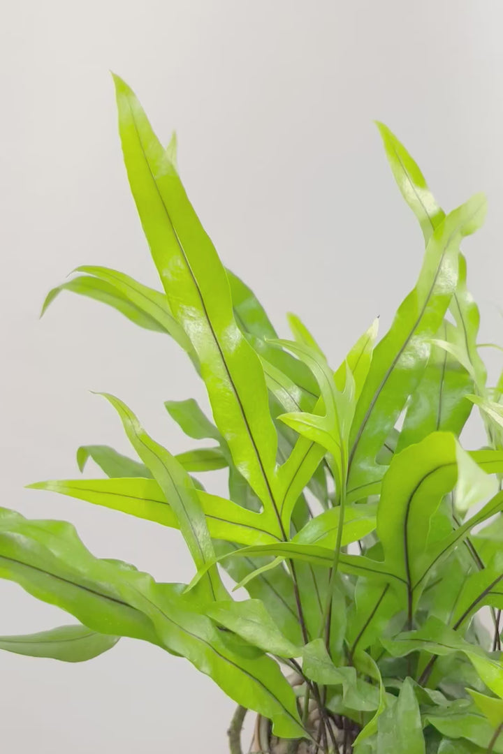 【ミクロソリウム ディベルシフォリウム】かわいいサイズ！日陰でも育てることができるとても丈夫な観葉植物です！