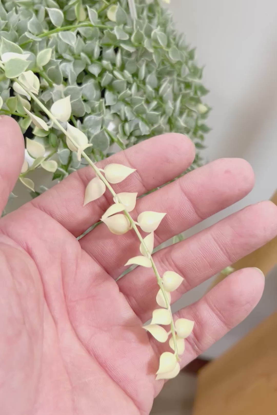 【ディスキディア ミリオンハートバリエガタ】真っ白な葉があるよ！軽くて扱いやすいプラスチック鉢の吊り鉢タイプです！