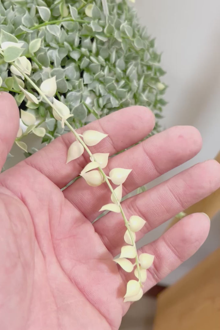 【ディスキディア ミリオンハートバリエガタ】真っ白な葉があるよ！軽くて扱いやすいプラスチック鉢の吊り鉢タイプです！