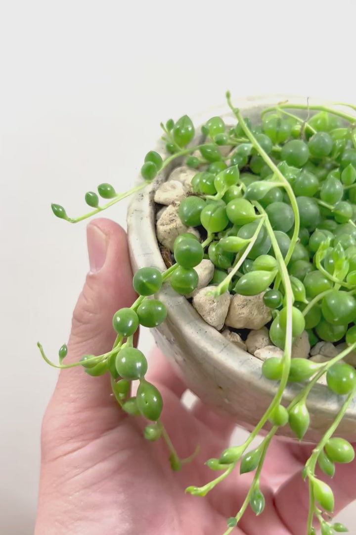 【グリーンネックレス】まんまるのかわいい多肉質の葉がとってもかわいい観葉植物!