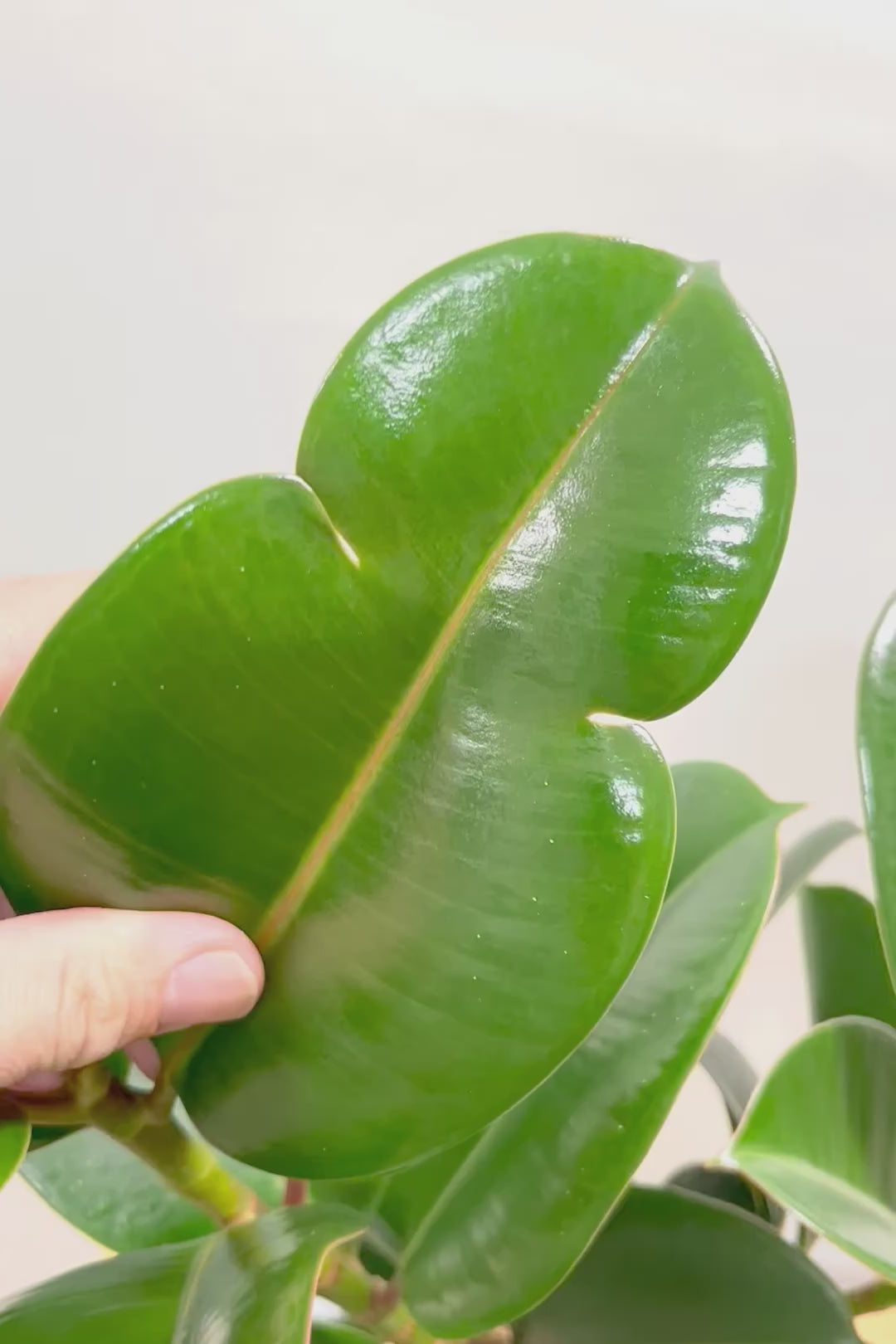 【フィカス ソフィア 】たまご型のかわいい葉！ブラックに近い濃いグリーンの葉がシブイ！ゴムの木の中でも育てやすい人気種です！
