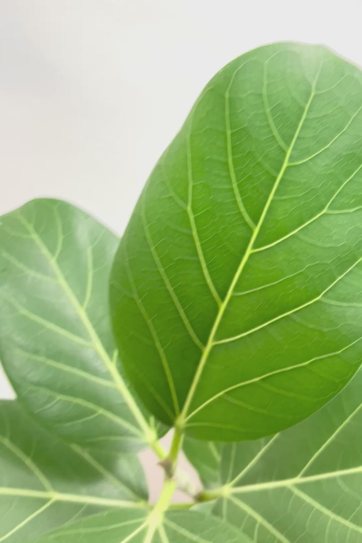 【フィカス ベンガレンシス】愛知県のこだわり樹形を作る生産者さんの素晴らしい逸品です！