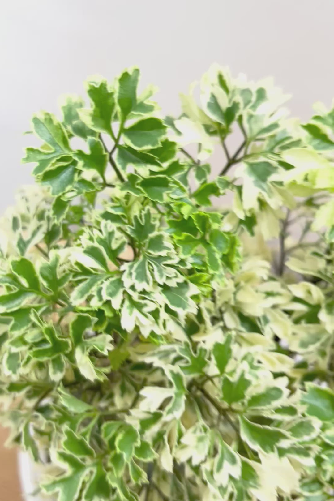 【ポリシャス スノープリンセス】斜めにデザインされた個性的なPOT！葉の模様がとても美しくて人気の観葉植物です!