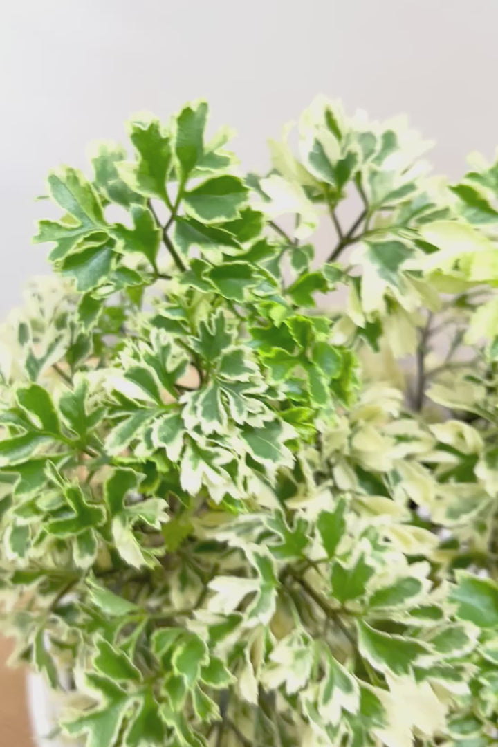 【ポリシャス スノープリンセス】斜めにデザインされた個性的なPOT！葉の模様がとても美しくて人気の観葉植物です!