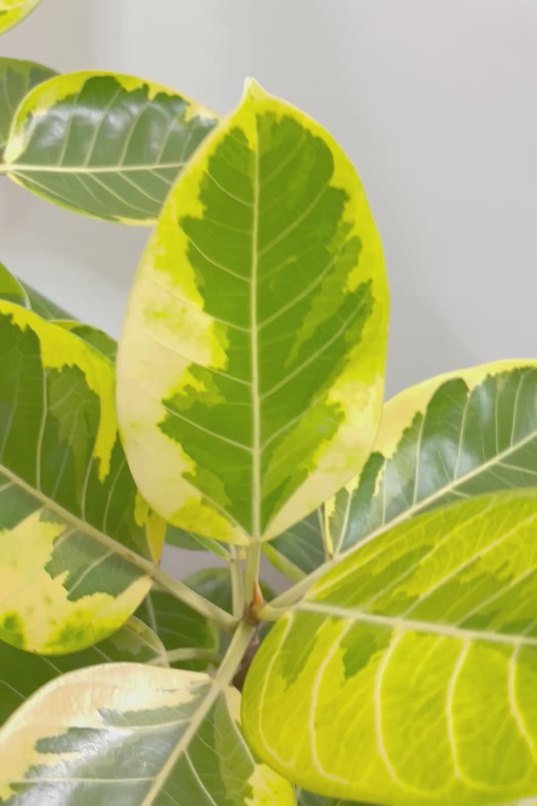 【アルテシマ】超極太でカッコいい幹です！沖縄でじっくりと時間をかけて作られているので、是非ともご覧ください