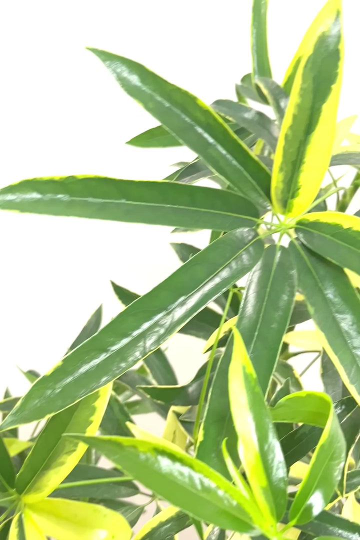 【シェフレラ アンガスティフォリア バリエガタ】ただでさえ希少な斑入りなのに大きなサイズはかなり希少！これはおすすめです！