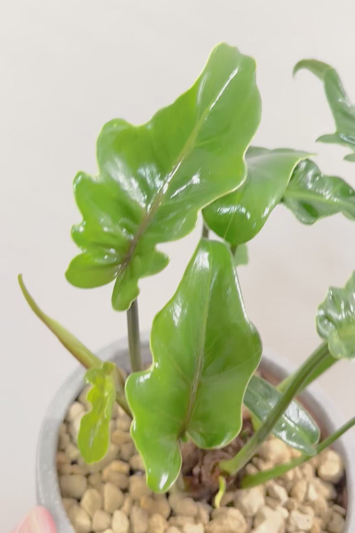 【クッカバラ】このサイズ感でここまで幹が立派なものそんなに入荷しません！是非ともお勧めします！