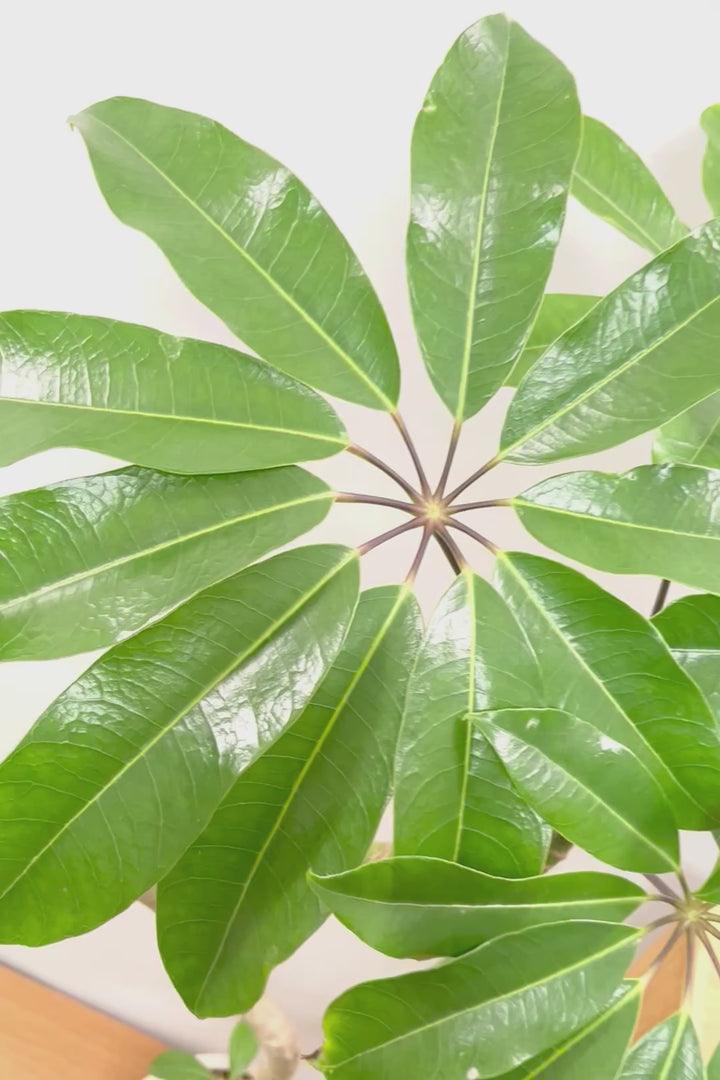 【バッサイア】超BIGサイズ！スタイリッシュな樹形に大きな葉がアクセントになった樹形！