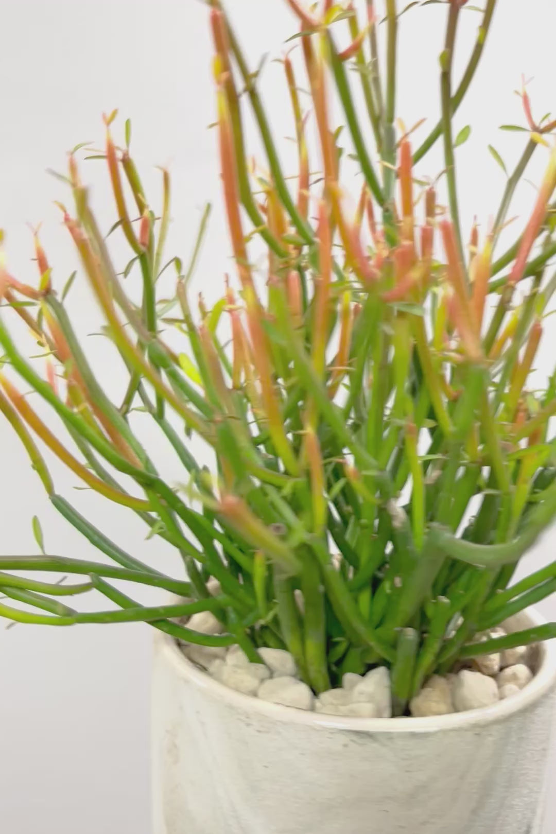 【ミルクブッシュ ファイアースティック】APEGO初入荷！きれいに色付いた品種です！樹液がミルクのように白いことからこの名前になりました！