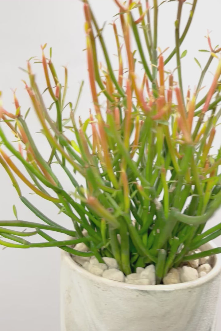 【ミルクブッシュ ファイアースティック】APEGO初入荷！きれいに色付いた品種です！樹液がミルクのように白いことからこの名前になりました！