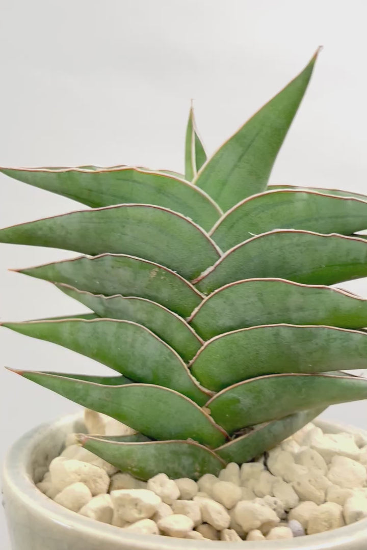 【サンスベリア ポーエリー】静岡県の生産者さんのこだわり品種！限定1鉢だけの入荷！次回の入荷予定はありません！