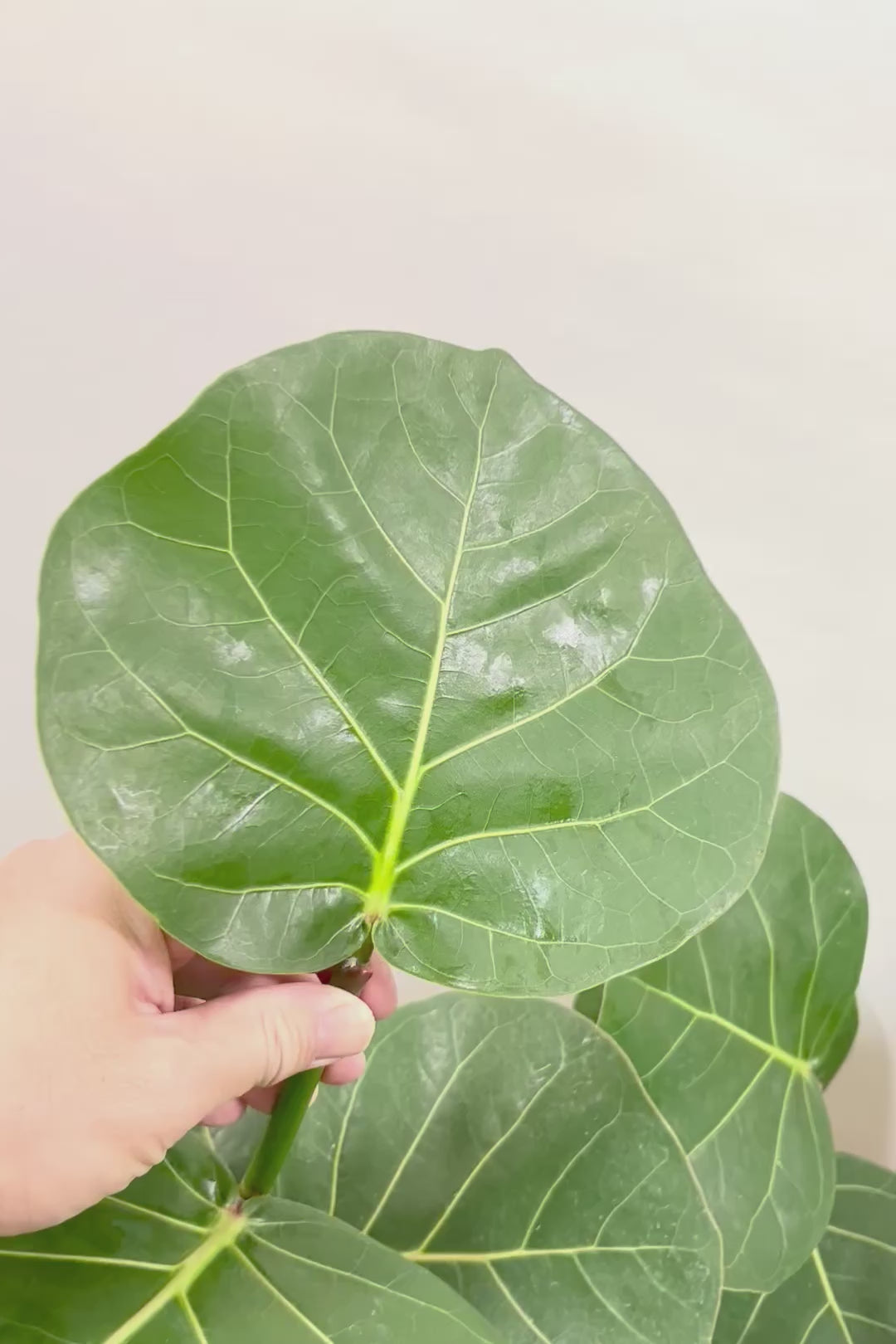 【シーグレープ】まん丸の葉っぱがとてもかわいい人気の観葉植物です! このサイズはめったに入荷しませんのでぜひ！