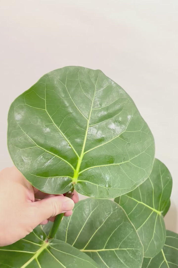 【シーグレープ】まん丸の葉っぱがとてもかわいい人気の観葉植物です! このサイズはめったに入荷しませんのでぜひ！