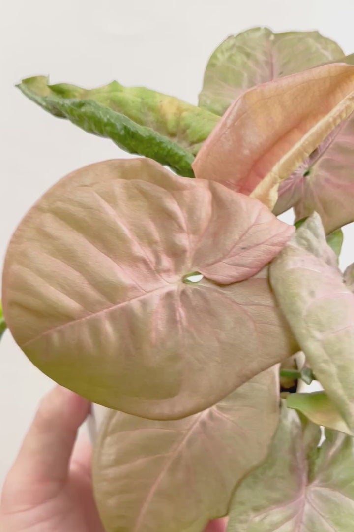 【シンゴニウム ネオン】この季節ならではの美しい葉色！美しいサーモンピンクの葉がカワイイ♪ピンク系シンゴニウムの代表格