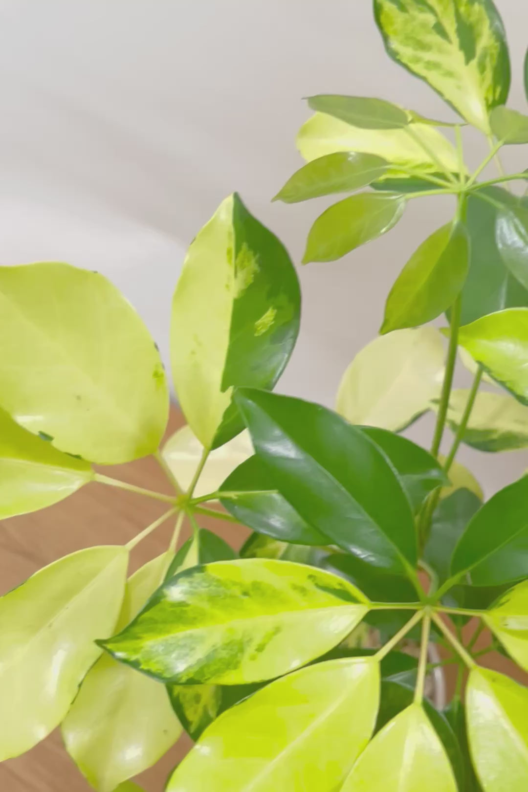 【シェフレラ ゴールドリーフ】スタイリッシュなPOT！シェフレラの中でも大き目の葉っぱが人気の品種。あまり流通しない希少種ですのでおススメですよ！