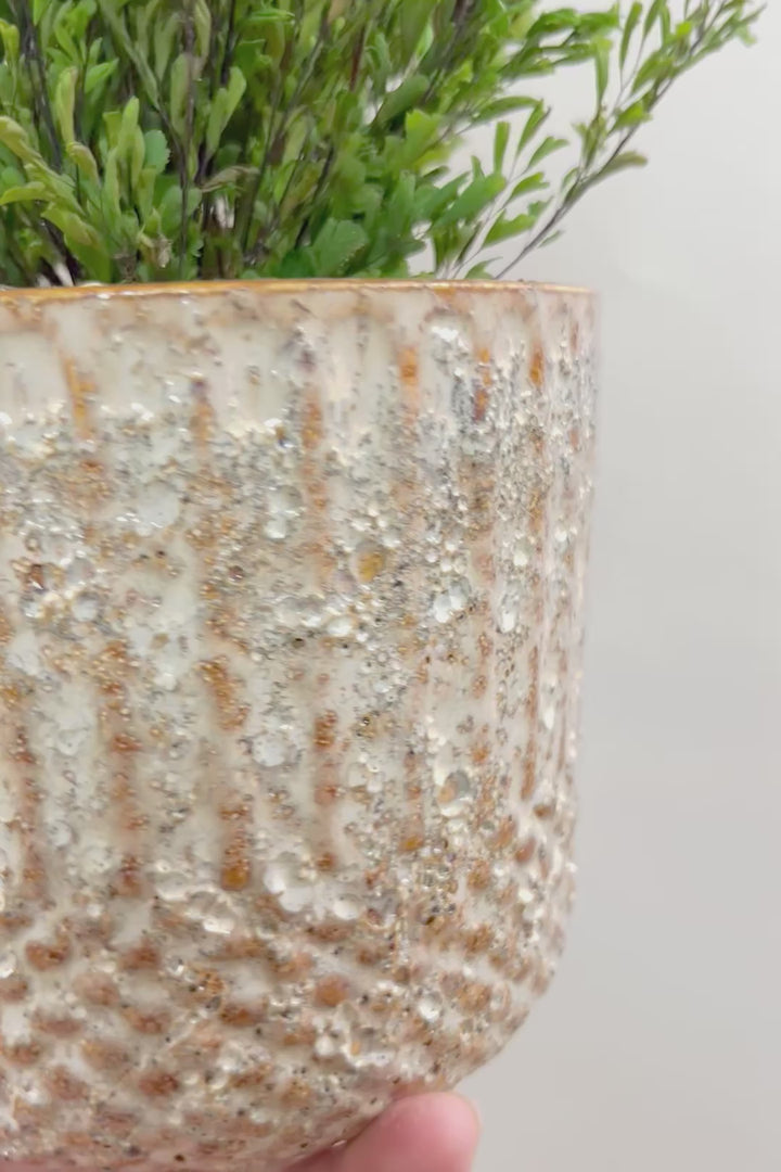 【アジアンタム リサ】ふわふわした雰囲気がとってもかわいい観葉植物! POTとの相性も抜群！