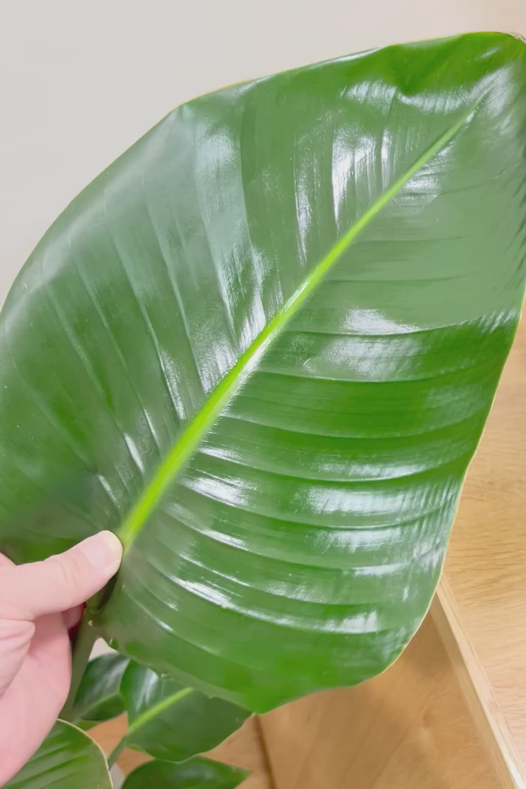 【オーガスタ】静岡県の名人の生産者さんが手塩にかけて作った素敵な逸品です！ボリュームがあります！
