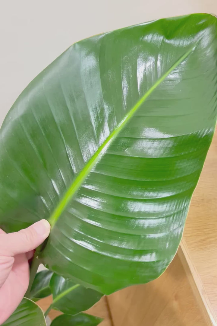 【オーガスタ】静岡県の名人の生産者さんが手塩にかけて作った素敵な逸品です！ボリュームがあります！