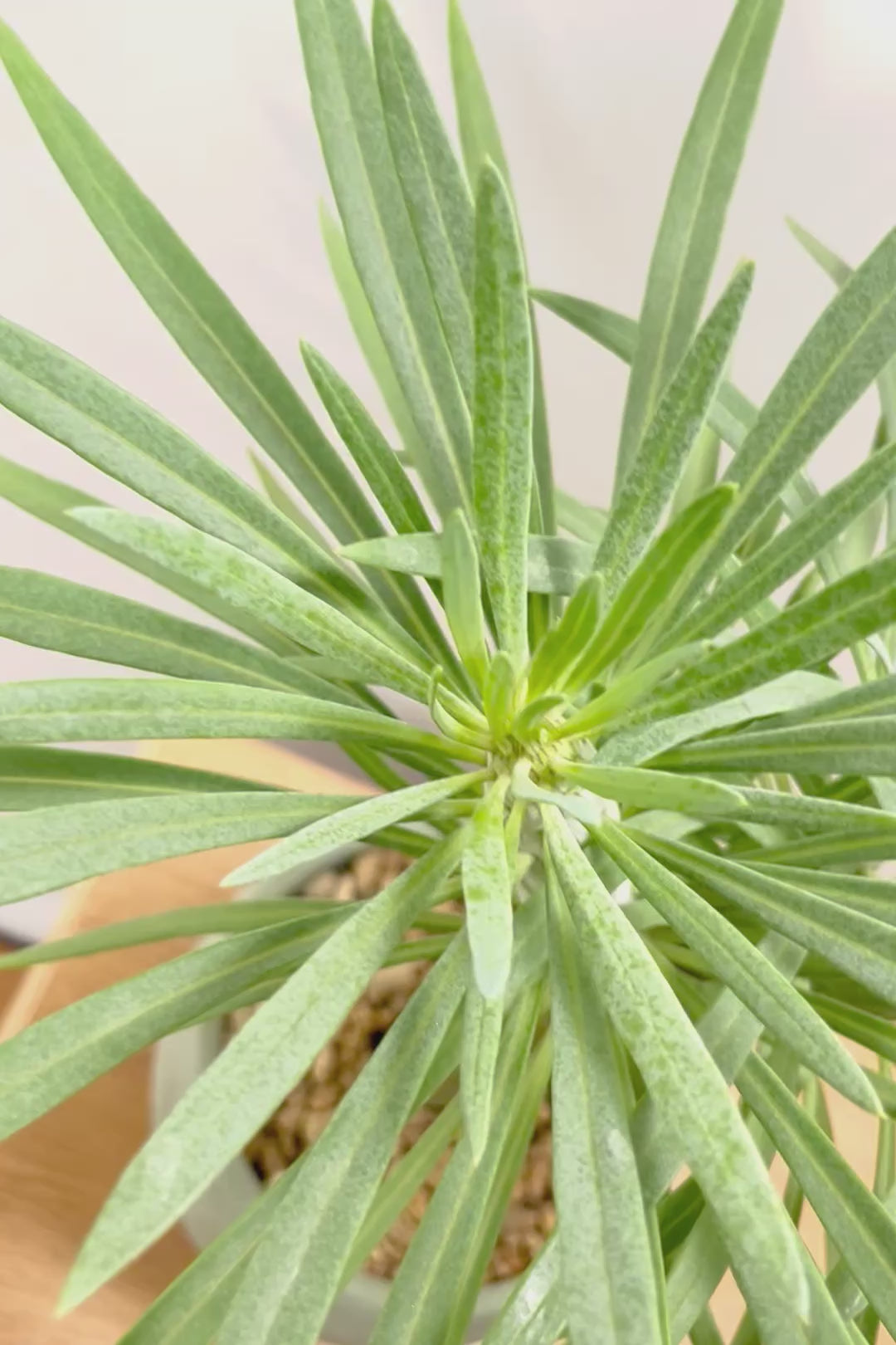 【モンキーツリー】極太の幹！幸せが訪れる言い伝えがあります♪茨城県のモンキーツリーの生産者さんの選りすぐりの個体です！