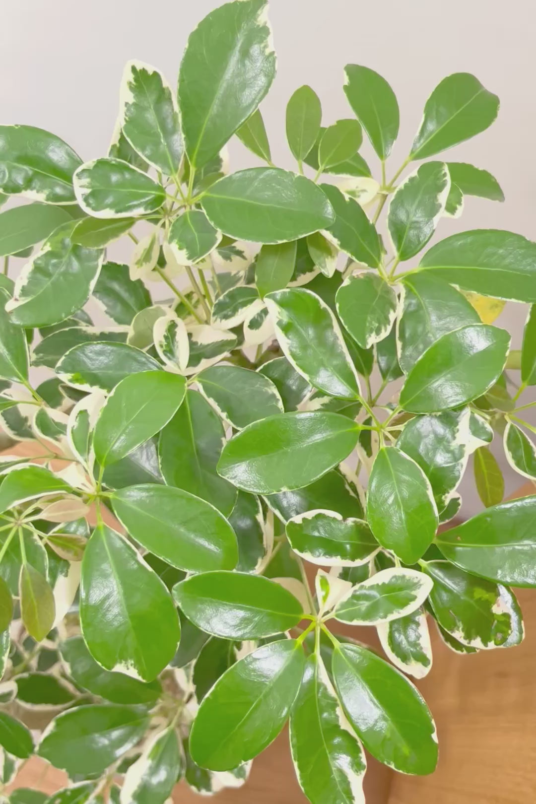 【シェフレラ ミルキー】待望のサイズ！鹿児島県のシェフレラ作りの名人さんが手がけたとてもカッコいい樹形です！