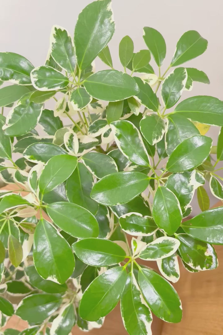 【シェフレラ ミルキー】待望のサイズ！鹿児島県のシェフレラ作りの名人さんが手がけたとてもカッコいい樹形です！