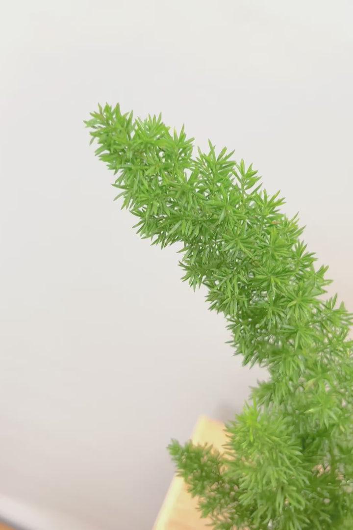 【アスパラガス メイリー】寒さにとても強い！かわいいフォルムも素敵♪軽量で扱いやすいプラスチックPOTです！