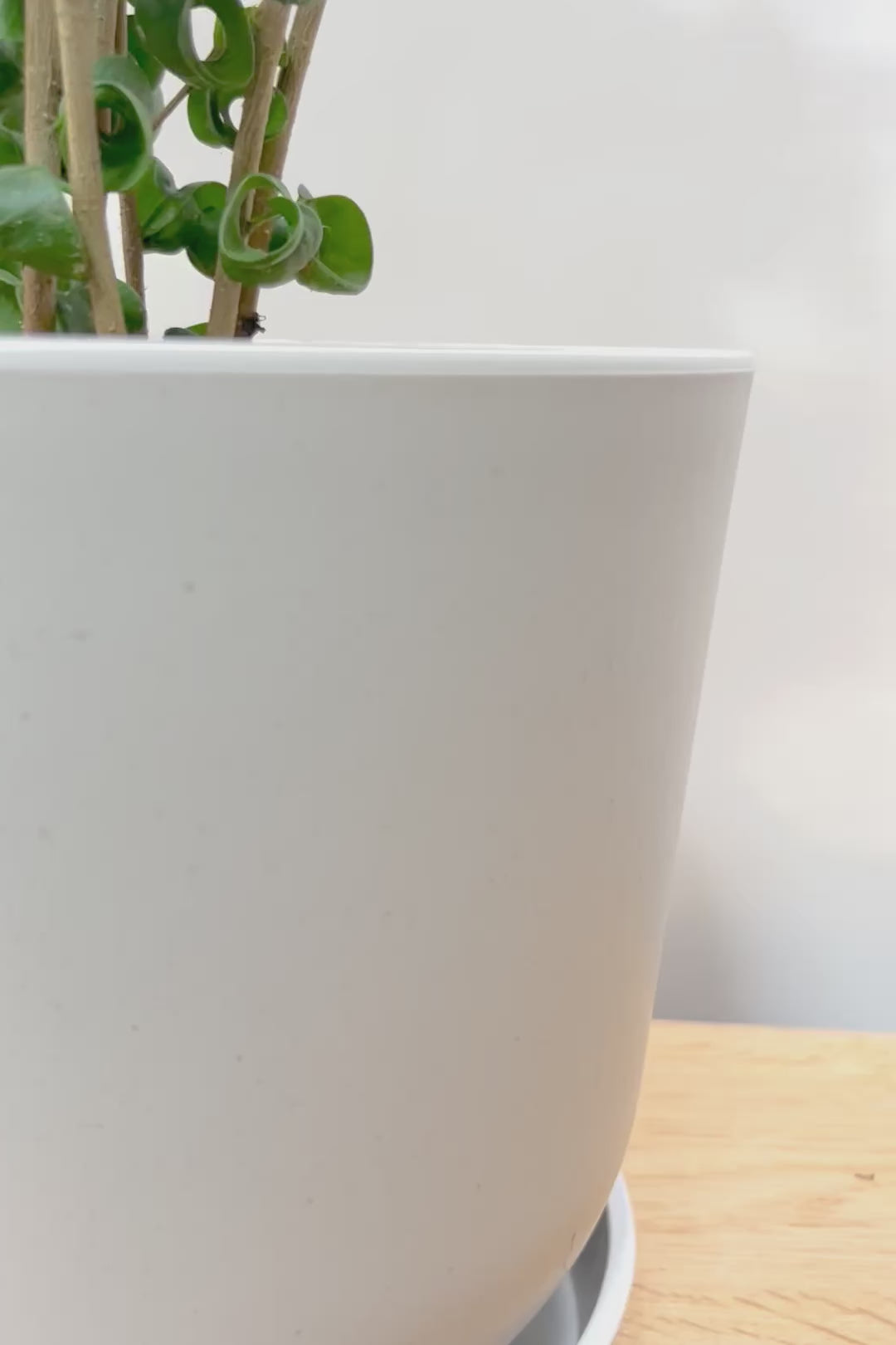 【ベンジャミン バロック】ご要望の多かったプラスチック鉢！プラ鉢なのでお買い得価格です！ボリュームも最高の逸品ですよ！