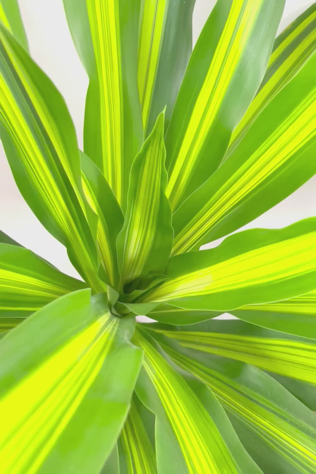 【ドラセナ フレグランス バーリー】見てください！この立派な幹を！ここまでしっかりと育った個体は希少ですよ！