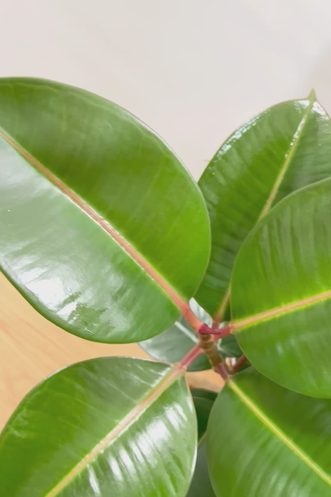 【フィカス・ソフィア】人気の木製POT！ゴムの中でも育てやすい品種！この幹は素晴らしく個性的です！