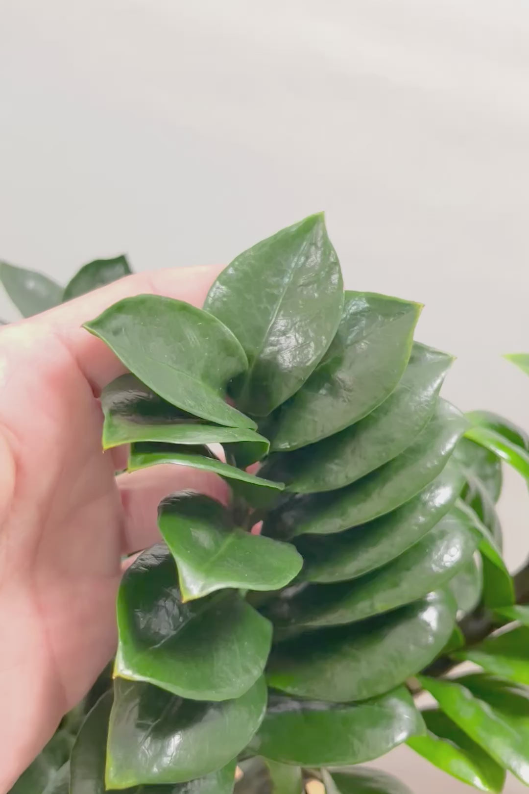 【ザミオクルカス ゼンジー】APEGO初入荷！ギュッと詰め込んだようなフォルムのかわいい葉っぱ！まるで作り物のような葉です！