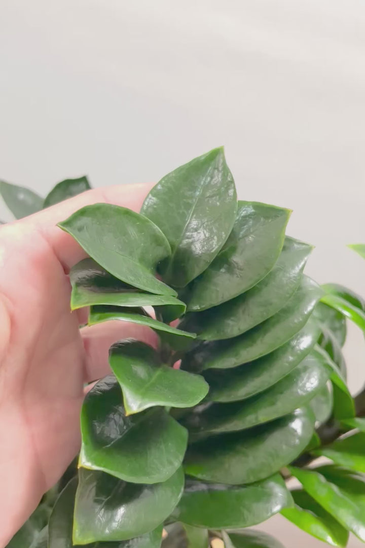 【ザミオクルカス ゼンジー】APEGO初入荷！ギュッと詰め込んだようなフォルムのかわいい葉っぱ！まるで作り物のような葉です！