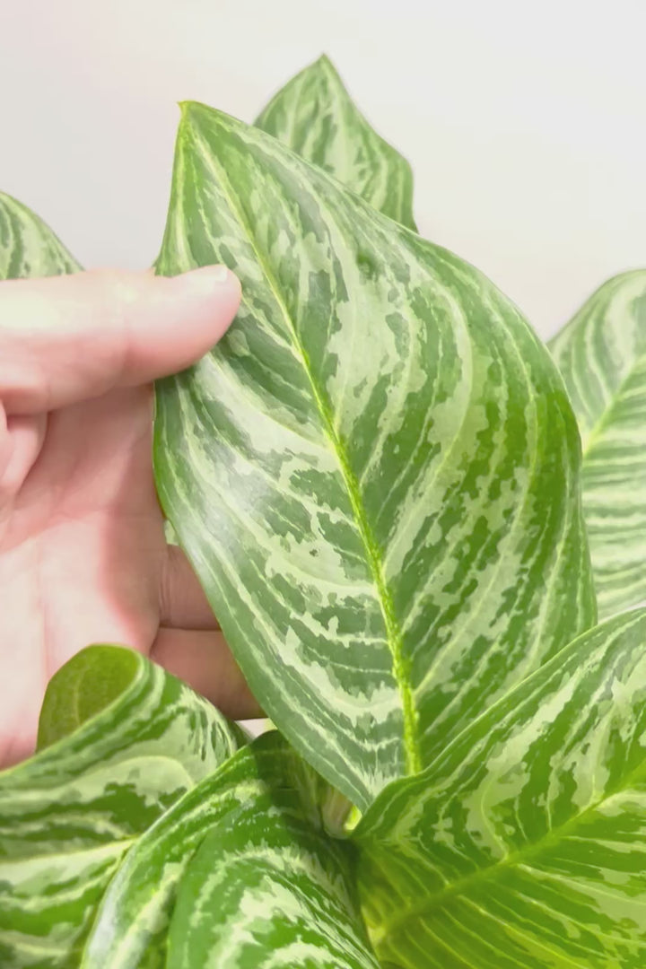 【アグラオネマ グリーン】少し大き目タイプの葉っぱ！今回も驚愕の美しさ！品種名はわかりませんがとにかく美しいです！品質やボリュームは保証します！美しすぎます♪