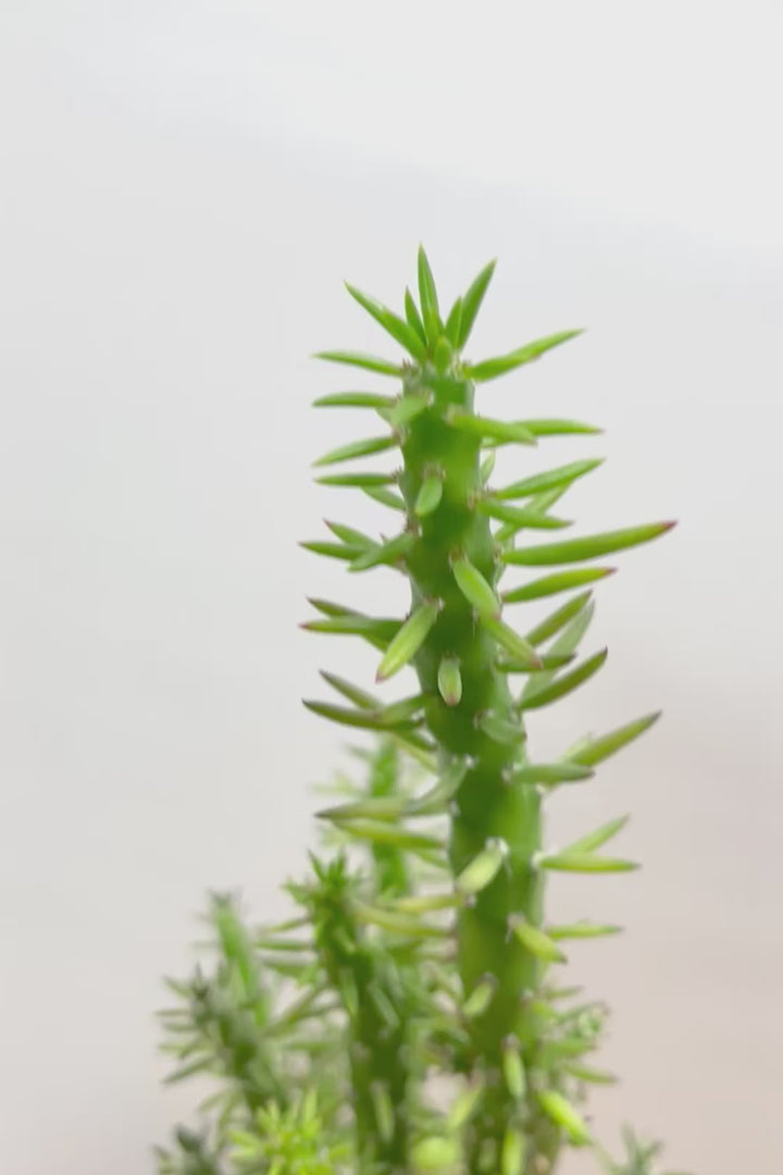 【サボテン 姫将軍】個性的なフォルム！THEサボテンって感じの王道スタイルです！