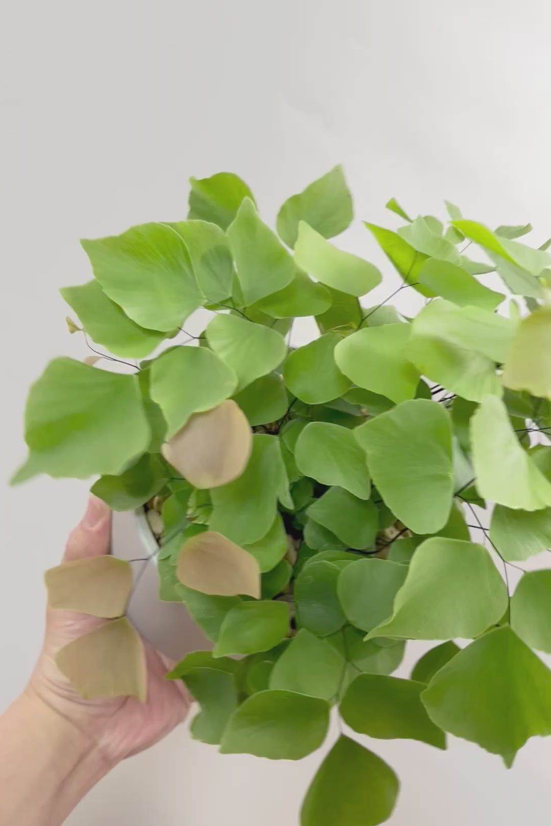 【アジアンタム ペルビアナム】今までの中で最高かな…と思うほどキレイ！アジアンタムの中で最も大きな葉っぱなんです！