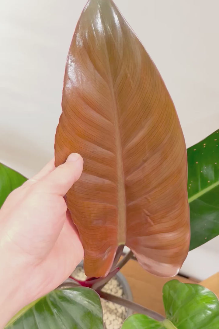 【フィロデンドロン ロジョコンゴ】これは良い！ダークな印象の葉っぱが素敵！ここまで大きなサイズは希少ですよ！