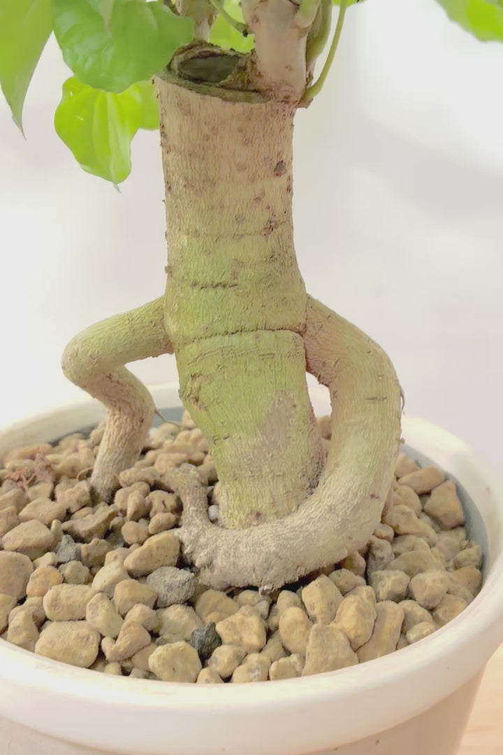 【ヘテロパナックス】全高65cmの個性的な幹！シックなグレーPOT！まるで肘をついているような幹！とにかく個性があふれる幹なんです！