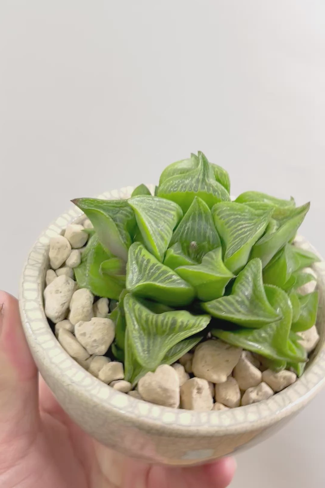 【ハオルチア レツーサ】限定1鉢！星形のかわいいフォルムだけど葉はすごく硬いんです！