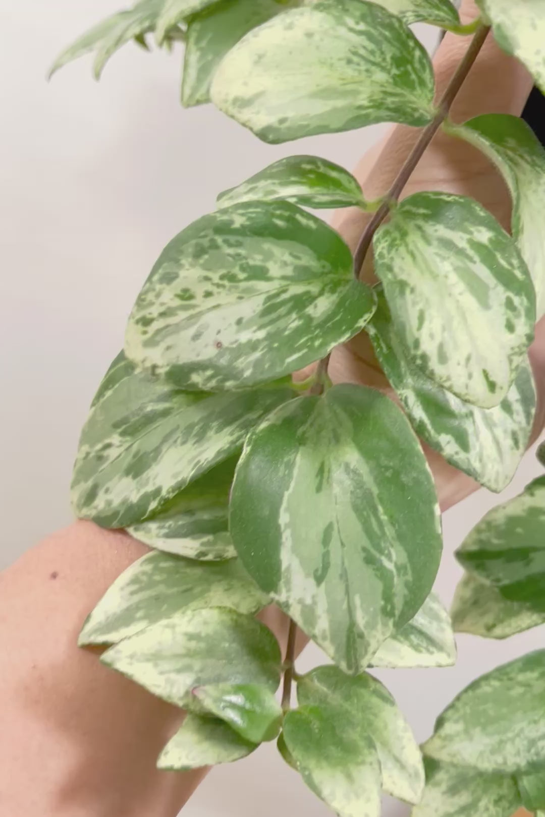 【エスキナンサス ラディカンス バリエガタ】扱いやすいプラスチックの吊鉢！この個体、白斑がまぶしいです！葉の状態もいいのでおすすめ！