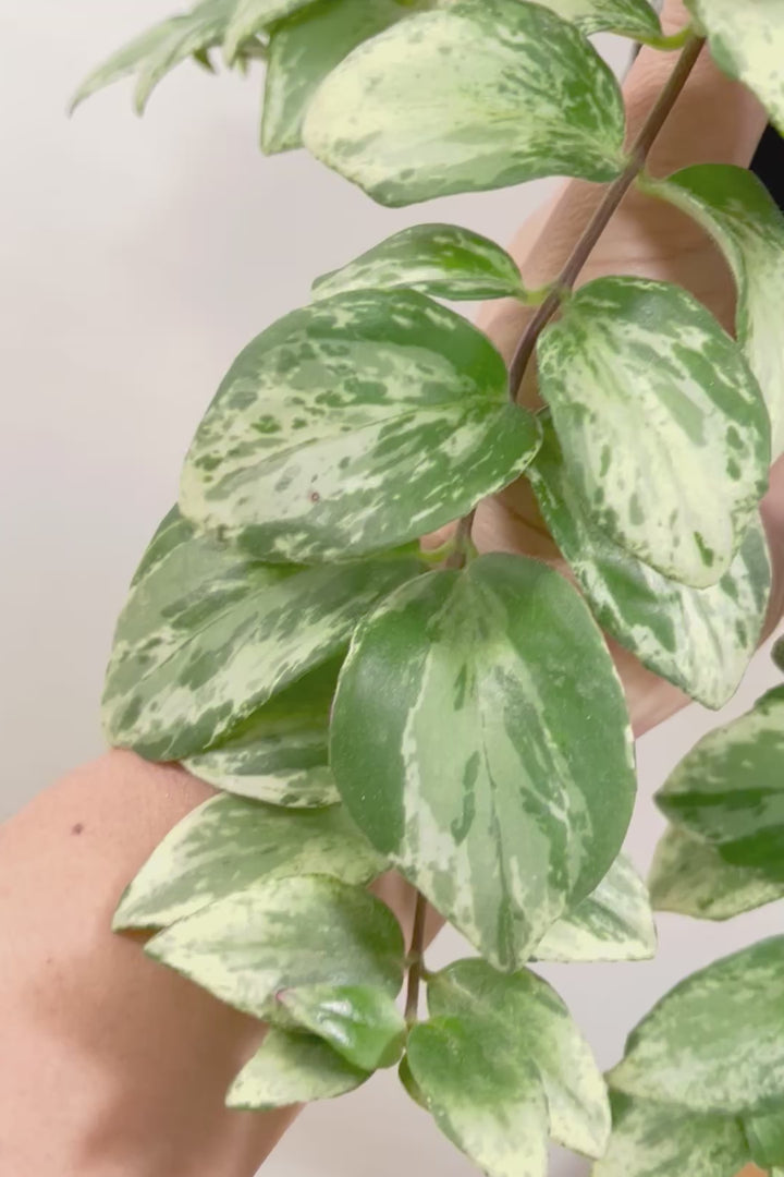 【エスキナンサス ラディカンス バリエガタ】扱いやすいプラスチックの吊鉢！この個体、白斑がまぶしいです！葉の状態もいいのでおすすめ！