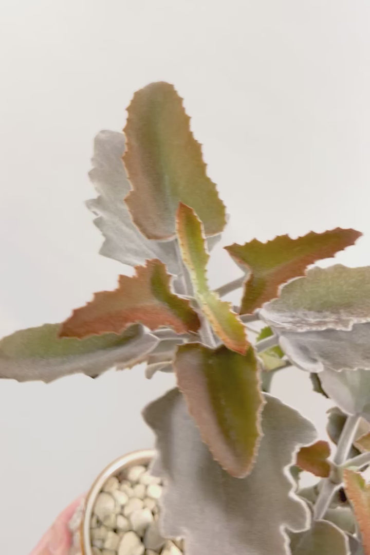 【カランコエ ベハレンシス】新葉は美しいブロンズ。表面はベルベットのような気持ちの良い触り心地です！