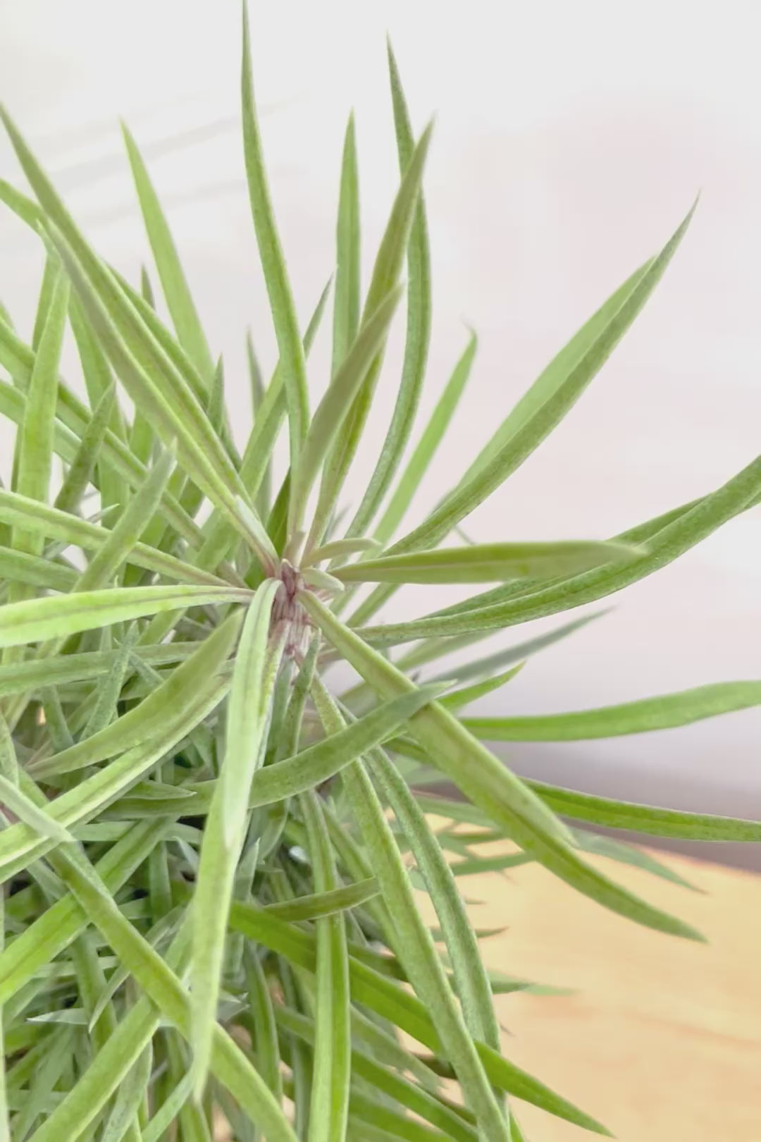 【モンキーツリー】ボリュームのあるサイズ！幸せが訪れる言い伝えがあります♪茨城県のモンキーツリーの生産者さんの選りすぐりの個体です！