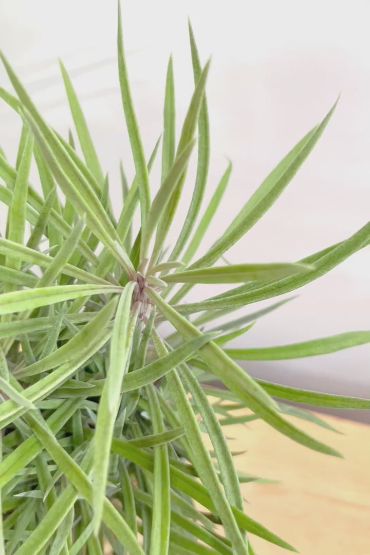 【モンキーツリー】ボリュームのあるサイズ！幸せが訪れる言い伝えがあります♪茨城県のモンキーツリーの生産者さんの選りすぐりの個体です！