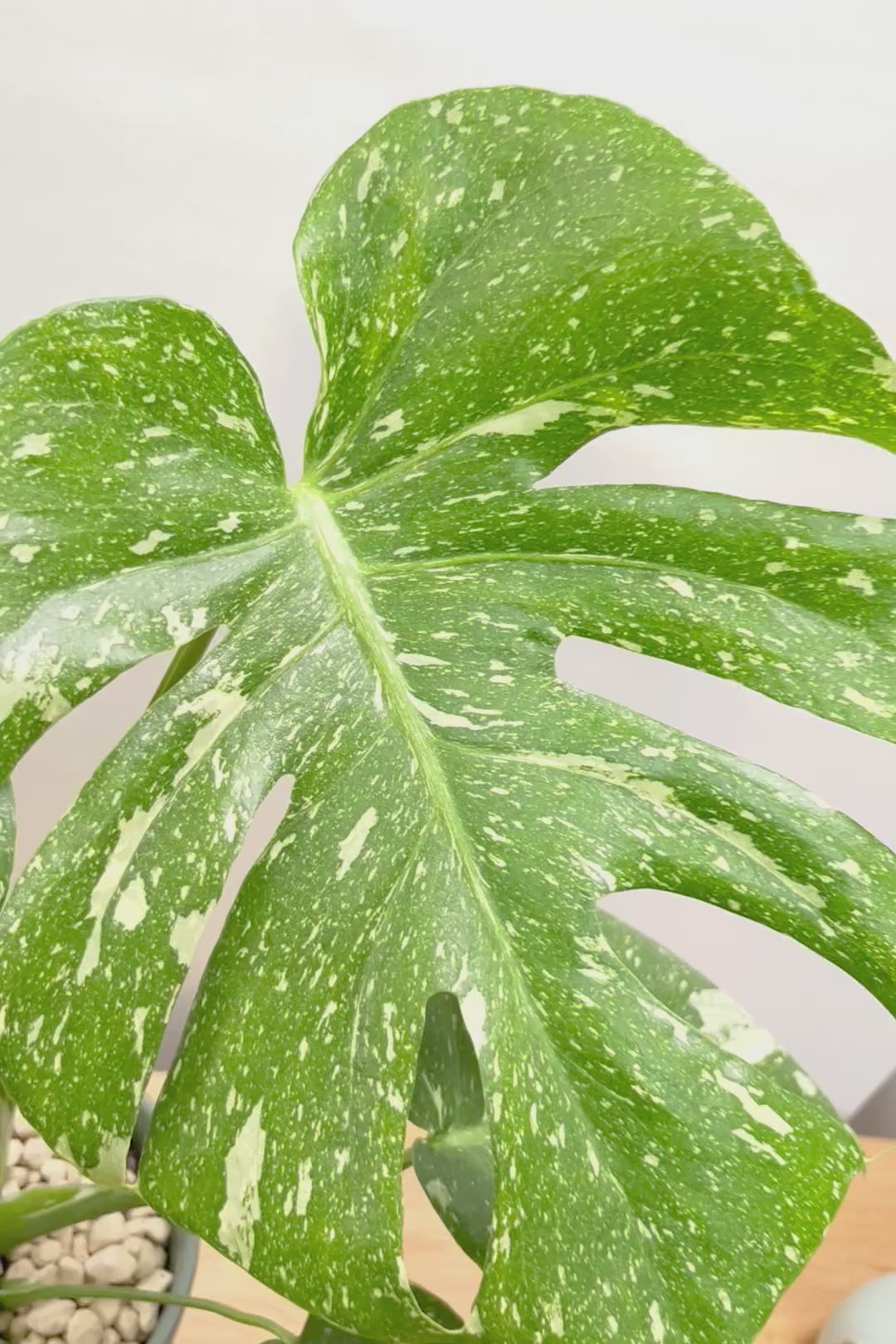 【モンステラ タイコンステレーション】タイコンらしい散斑が美しい素晴らしい個体です！おすすめ！